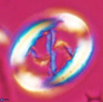 Chiasmolithus edentulus 25077