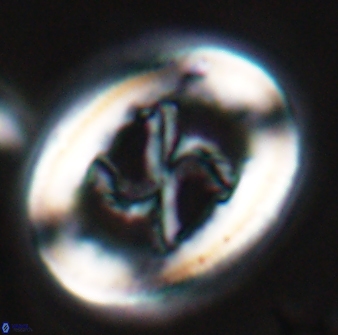 Chiasmolithus edentulus 25078