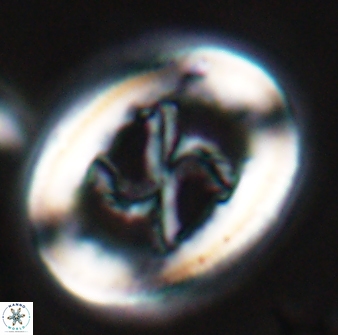 Chiasmolithus edentulus 25078