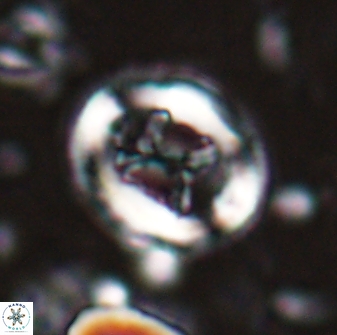 Chiasmolithus eograndis 28952