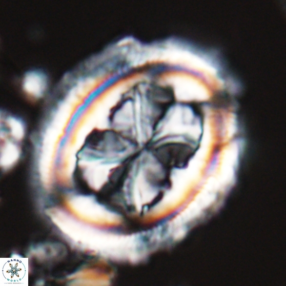 Chiasmolithus grandis 26022