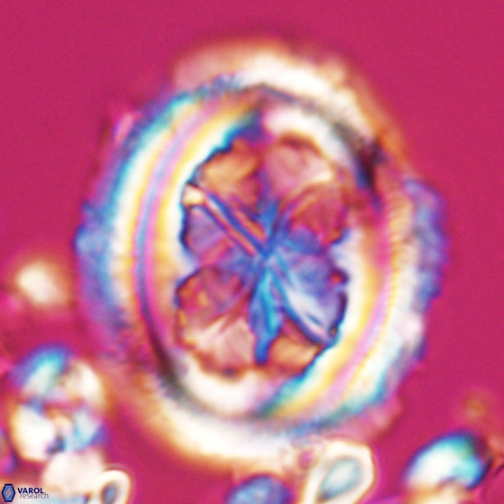 Chiasmolithus grandis 26023