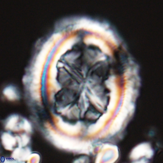 Chiasmolithus grandis 26024