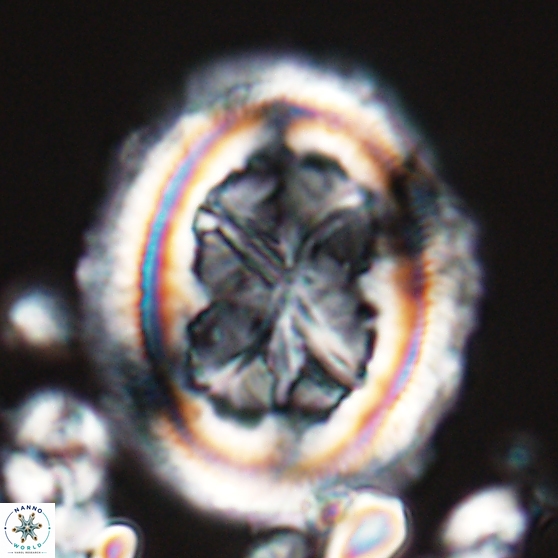 Chiasmolithus grandis 26024