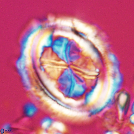 Chiasmolithus grandis 26025