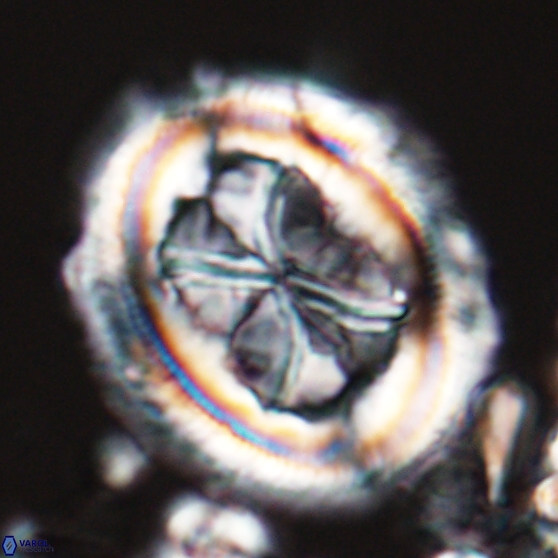 Chiasmolithus grandis 26026