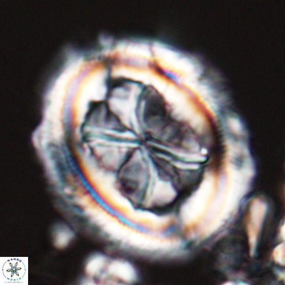 Chiasmolithus grandis 26026