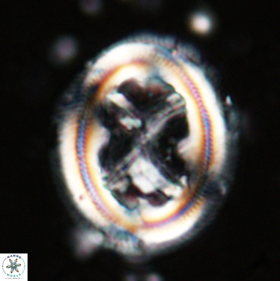 Chiasmolithus grandis VR 024705