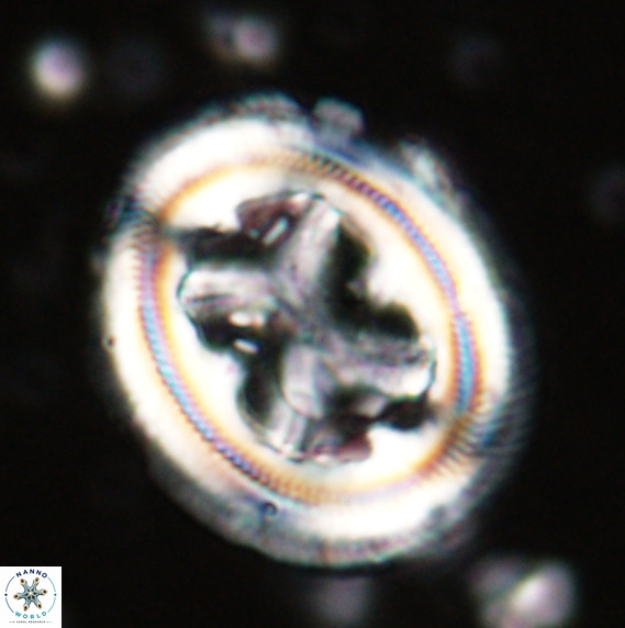 Chiasmolithus grandis VR 024708