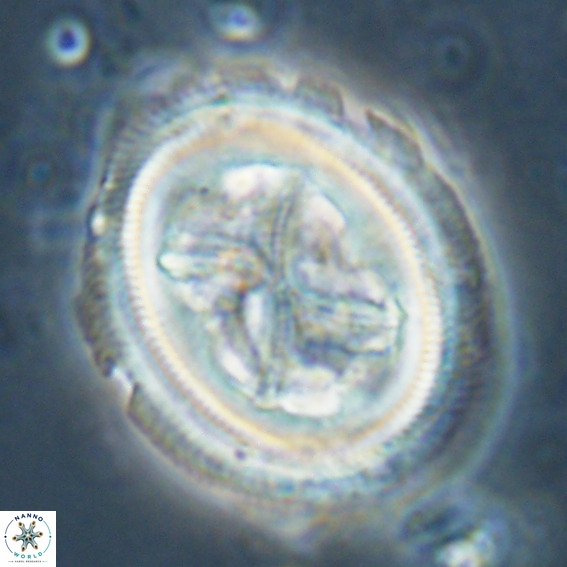 Chiasmolithus grandis VR 024714