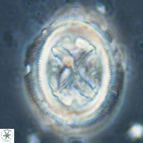 Chiasmolithus grandis VR 024716