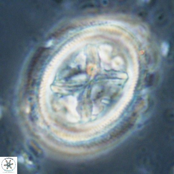 Chiasmolithus grandis VR 024718