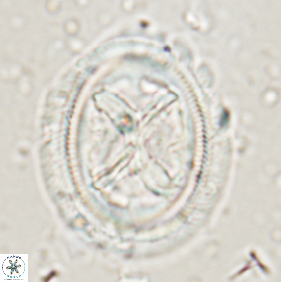 Chiasmolithus grandis VR 024712