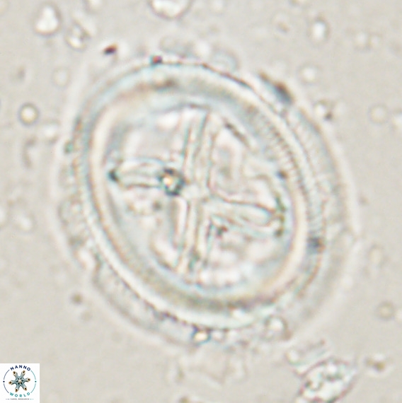 Chiasmolithus grandis VR 024713
