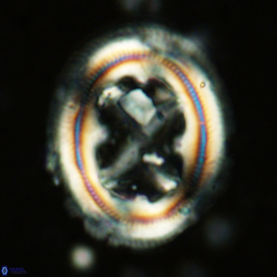 Chiasmolithus grandis VR 03126