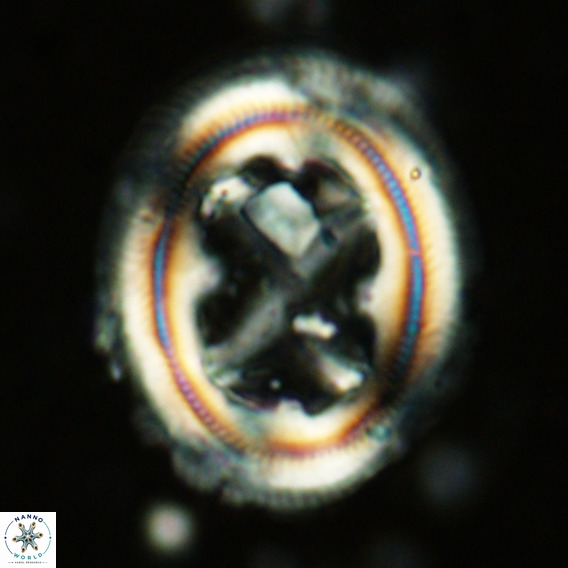 Chiasmolithus grandis VR 03126