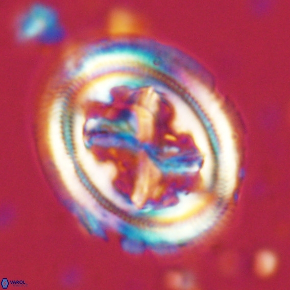 Chiasmolithus grandis VR 03128