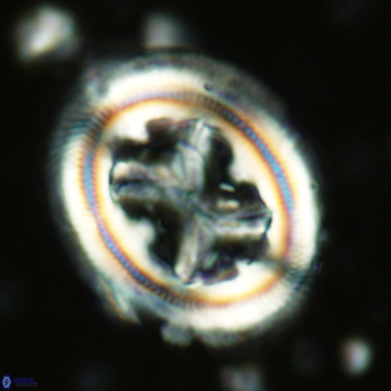 Chiasmolithus grandis VR 03129