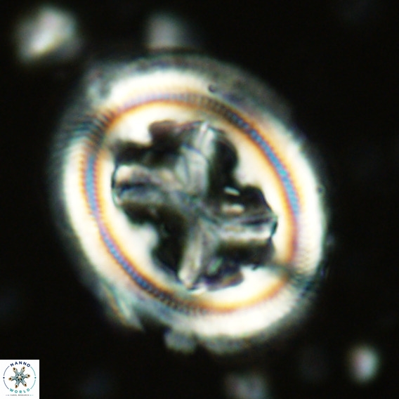 Chiasmolithus grandis VR 03129