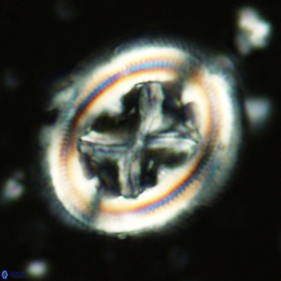 Chiasmolithus grandis VR 03130