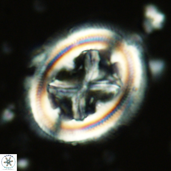 Chiasmolithus grandis VR 03130