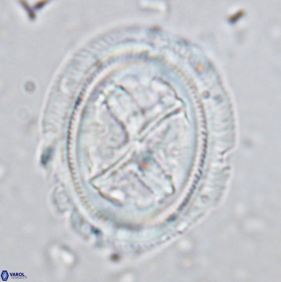 Chiasmolithus grandis VR 03133