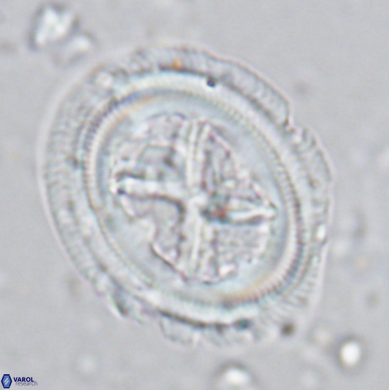 Chiasmolithus grandis VR 03135