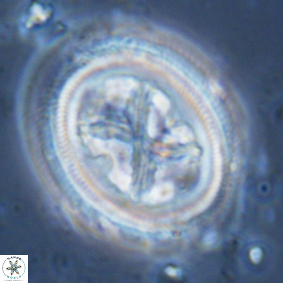 Chiasmolithus grandis VR 03137