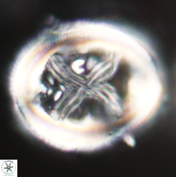 Chiasmolithus grandis VR 30924