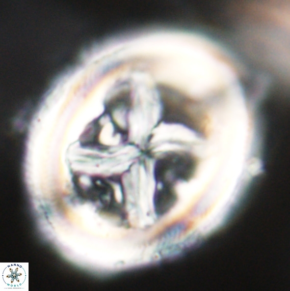 Chiasmolithus grandis VR 30927