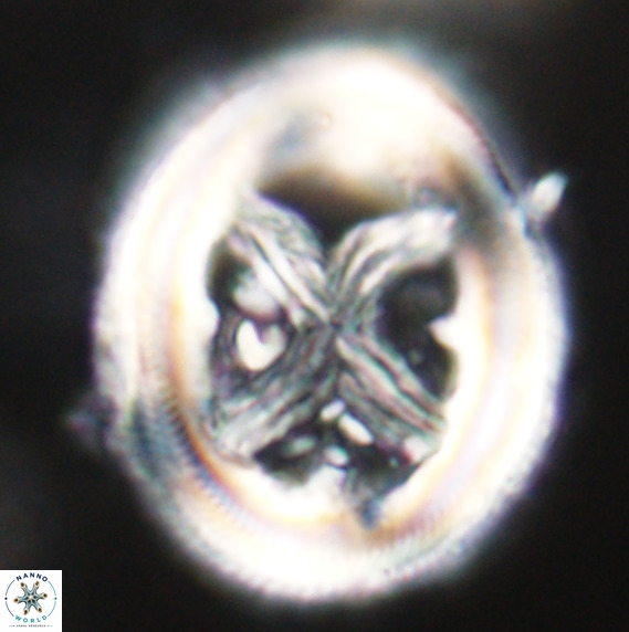 Chiasmolithus grandis VR 30928