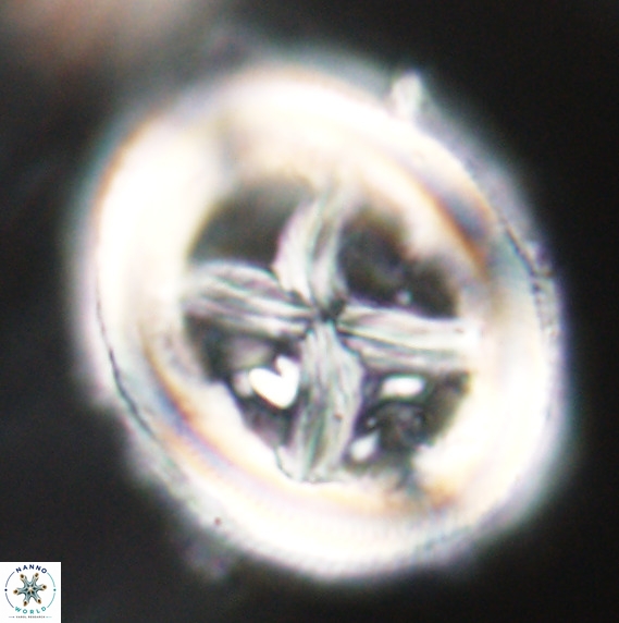 Chiasmolithus grandis VR 30931