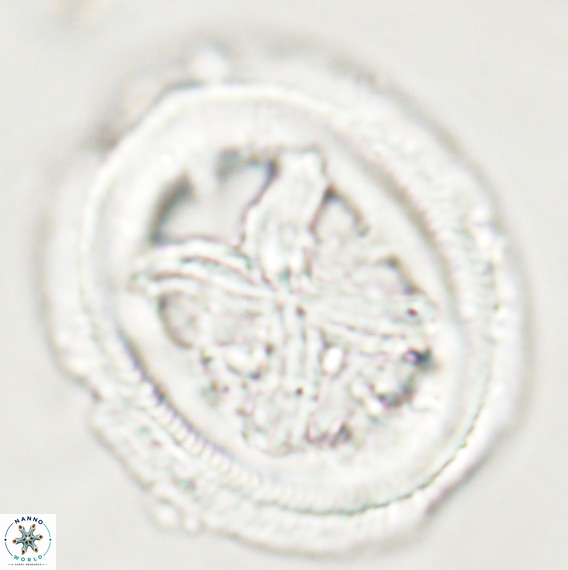Chiasmolithus grandis VR 30932