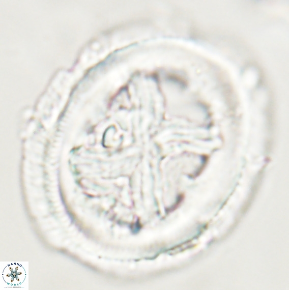 Chiasmolithus grandis VR 30934