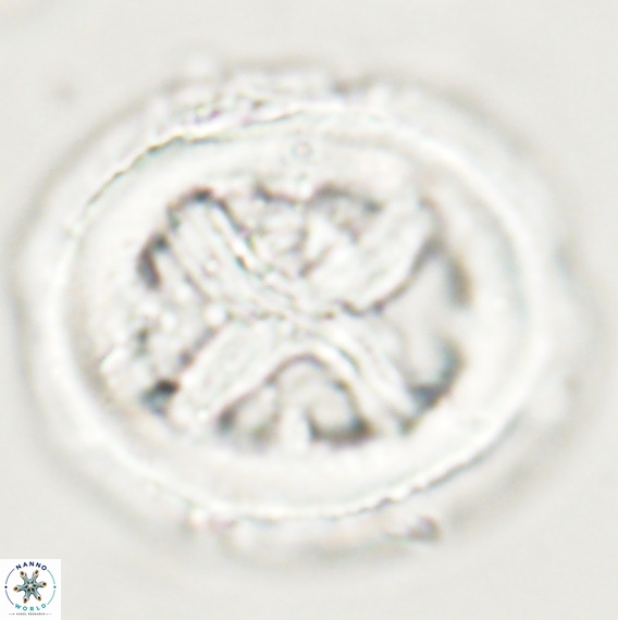 Chiasmolithus grandis VR 30935
