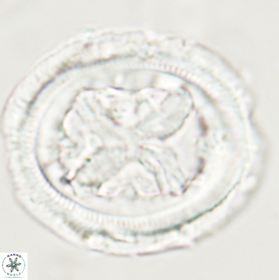 Chiasmolithus grandis VR 30936