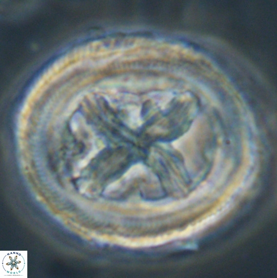 Chiasmolithus grandis VR 30937