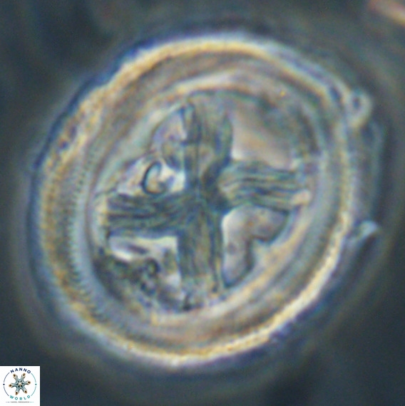 Chiasmolithus grandis VR 30938