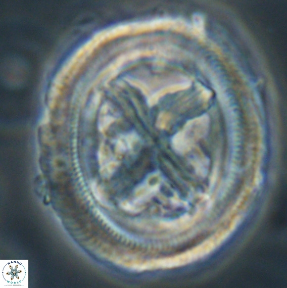 Chiasmolithus grandis VR 30939