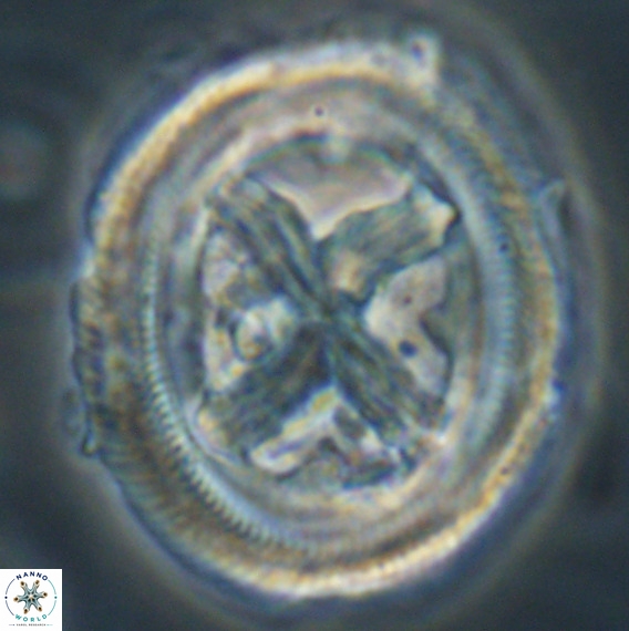Chiasmolithus grandis VR 30940