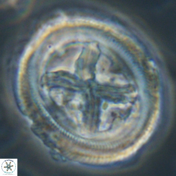 Chiasmolithus grandis VR 30941