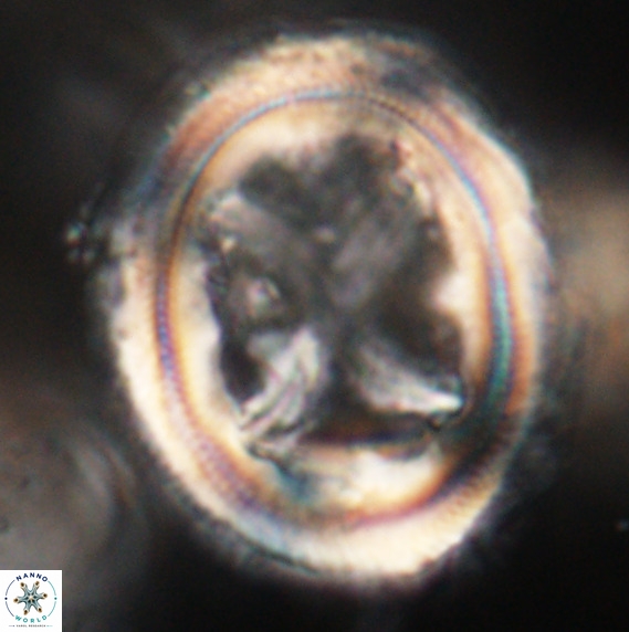 Chiasmolithus grandis VR 30942