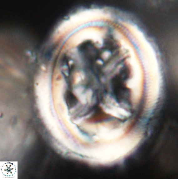 Chiasmolithus grandis VR 30945