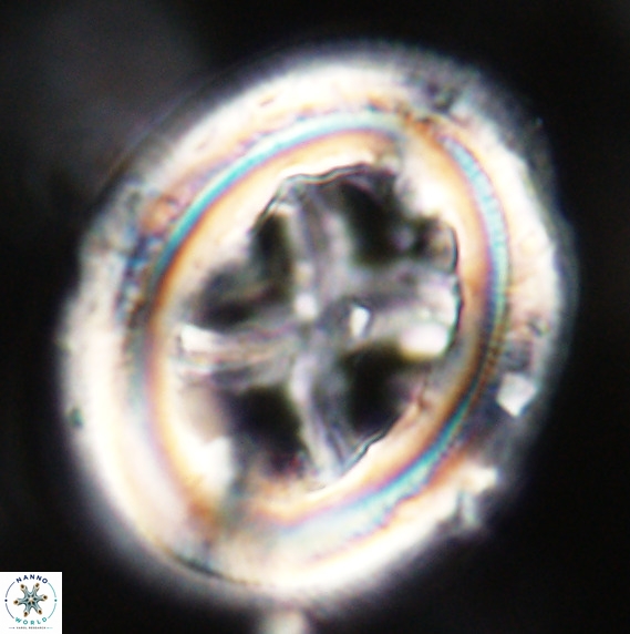 Chiasmolithus grandis VR 33910