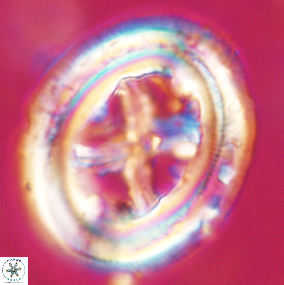 Chiasmolithus grandis VR 33911