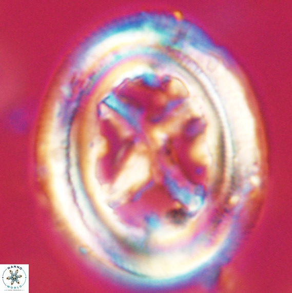 Chiasmolithus grandis VR 33912