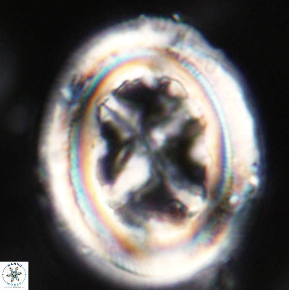 Chiasmolithus grandis VR 33913