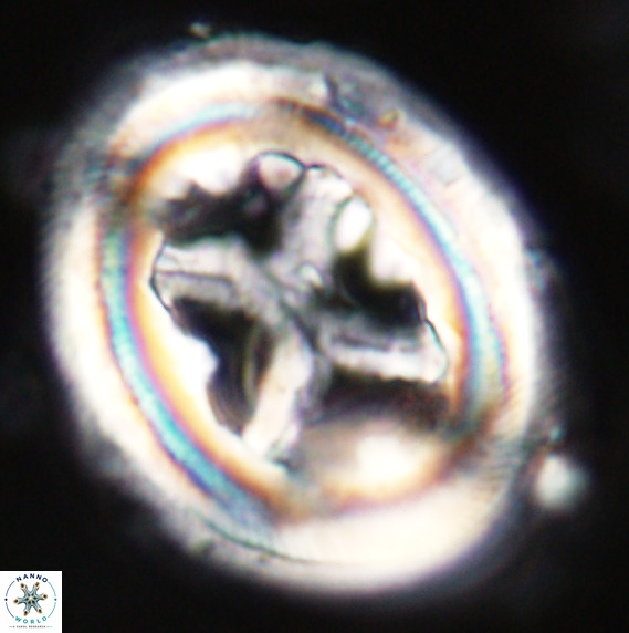Chiasmolithus grandis VR 33914
