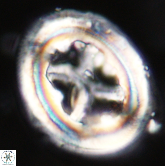 Chiasmolithus grandis VR 33917