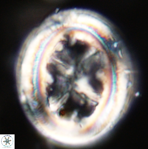 Chiasmolithus grandis VR 33918